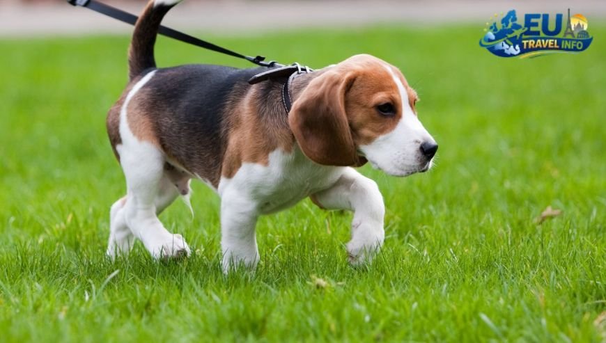Best Dog Walking Routes and Parks