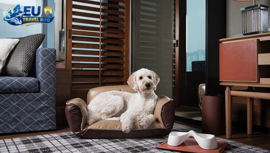 Best Luxury dog friendly accommodations in the Czech Republic