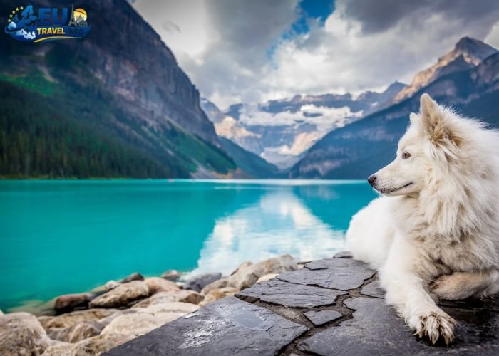 Best Pet-Friendly Cities in Europe
