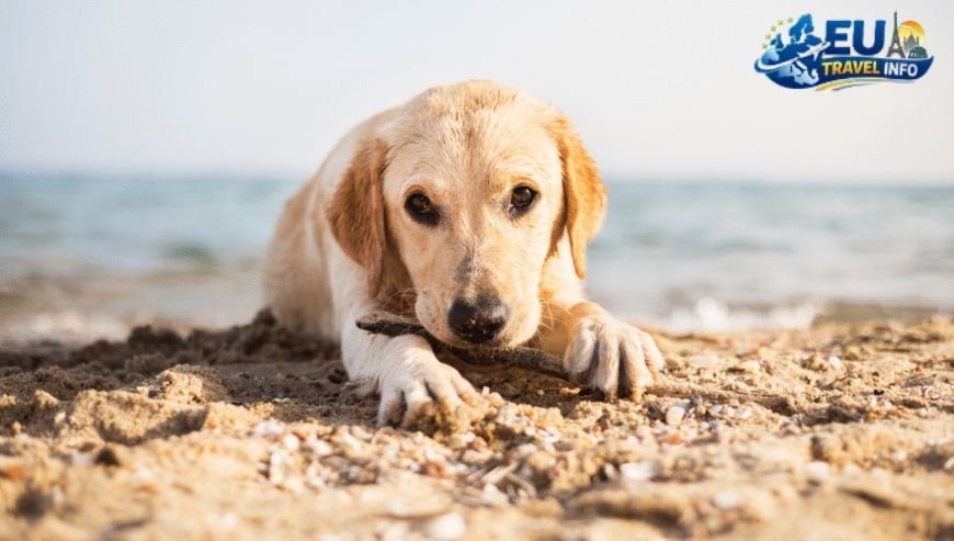 Best Time to Visit with a Dog