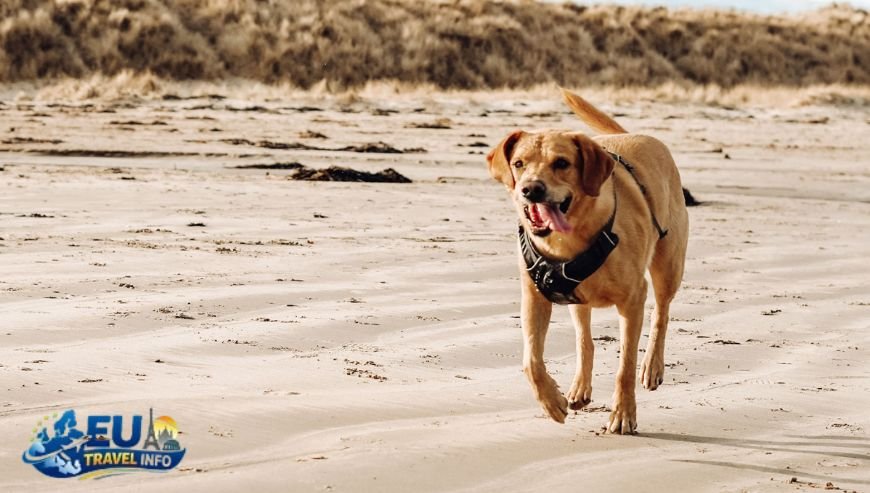 Best Times to Visit in Frederiksberg dog