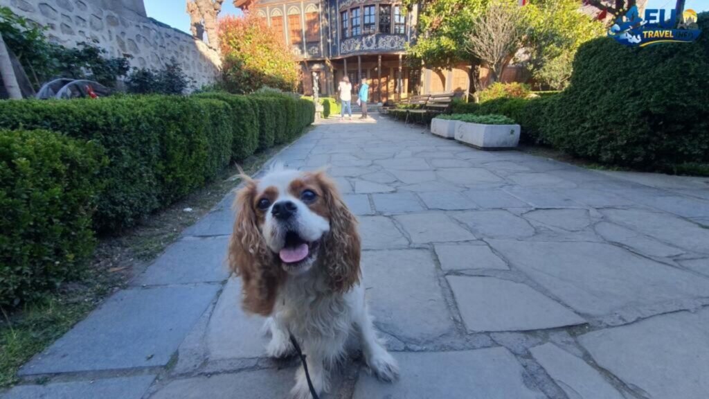 Best dog friendly trails in Bulgaria