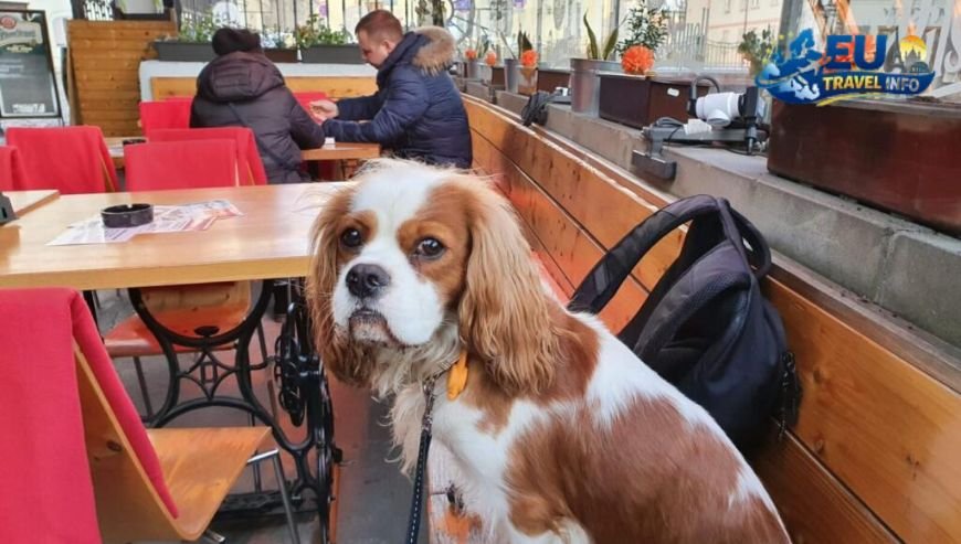 Best places to go with a dog in Prague