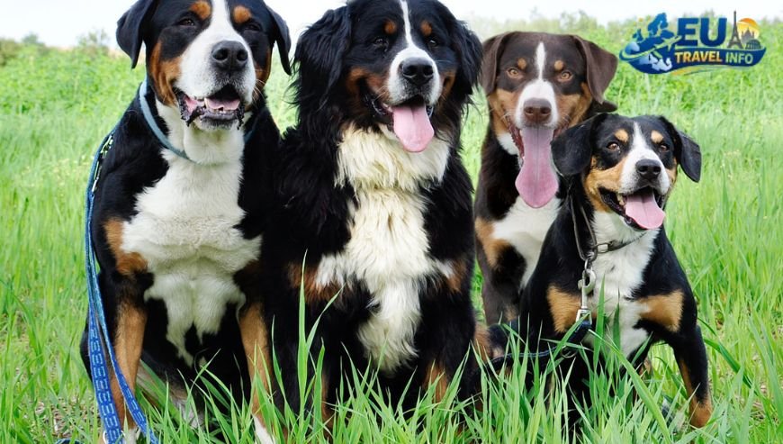 Bohemian Switzerland and the Elbe Sandstone Mountains dog