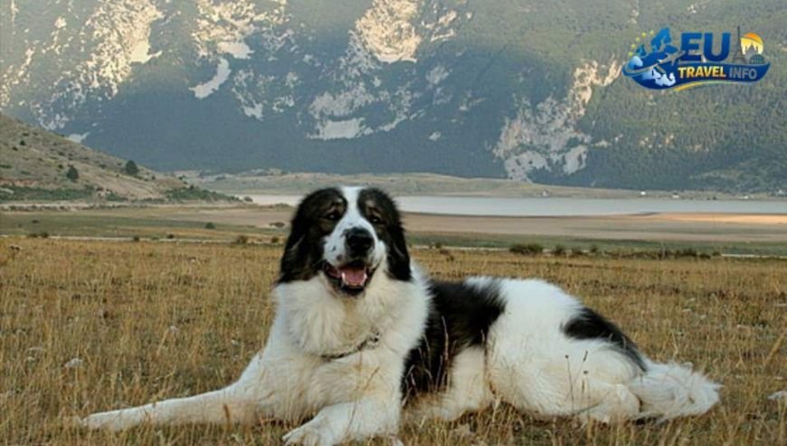 Bosnia & Herzegovina A Cultural Barrier dog