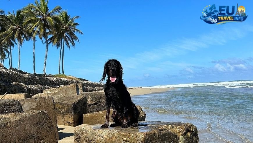 Brač Natural Beauty and Shade dog