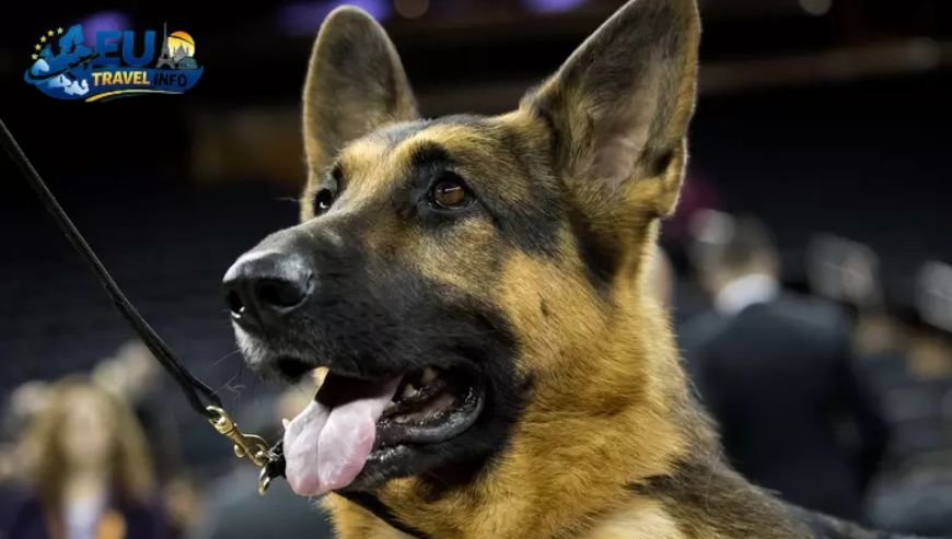 Brest The City of Heroes dog