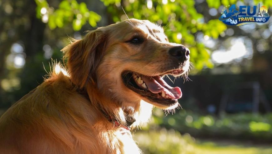 BringFido The Canine Concierge
