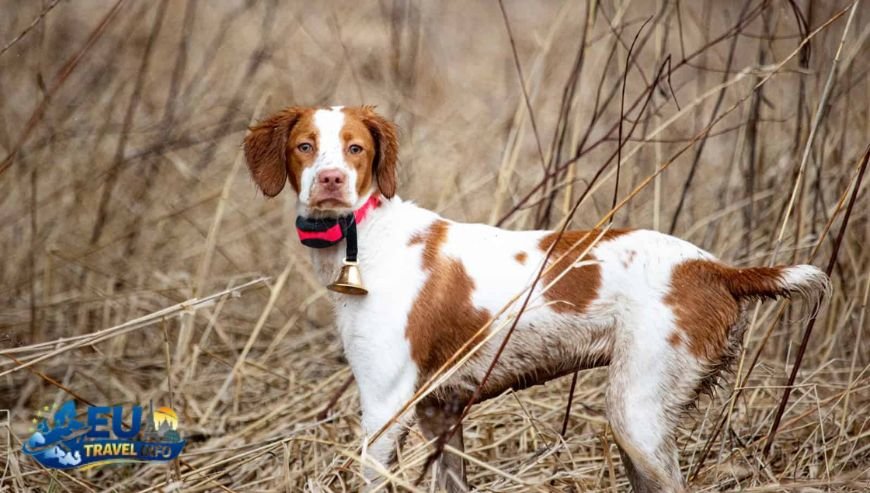 Brittany Wild Shores and Salty Air dog