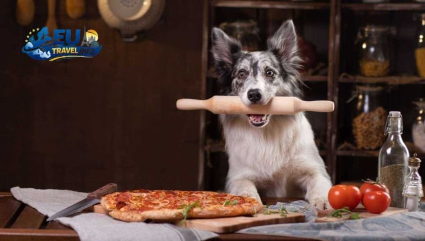 Brunch Favorites for Every Palate dog
