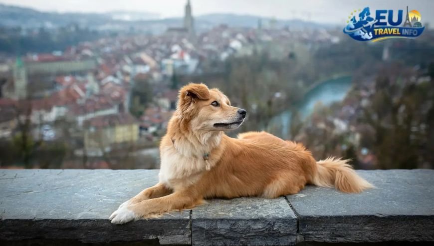 Budget Friendly Dog Stays in Switzerland