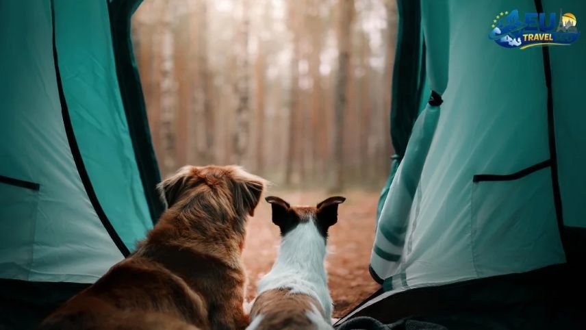 Camping Kromidovo dog