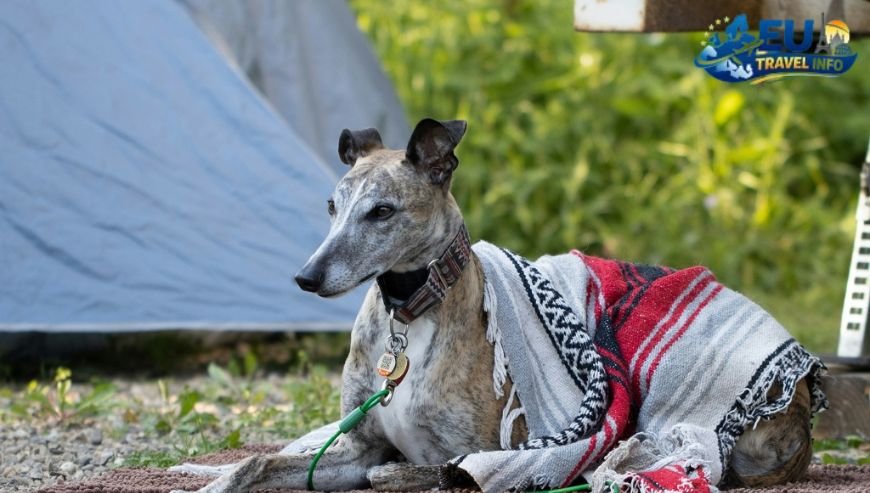 Camping Village Bella Sardinia, Italy dog