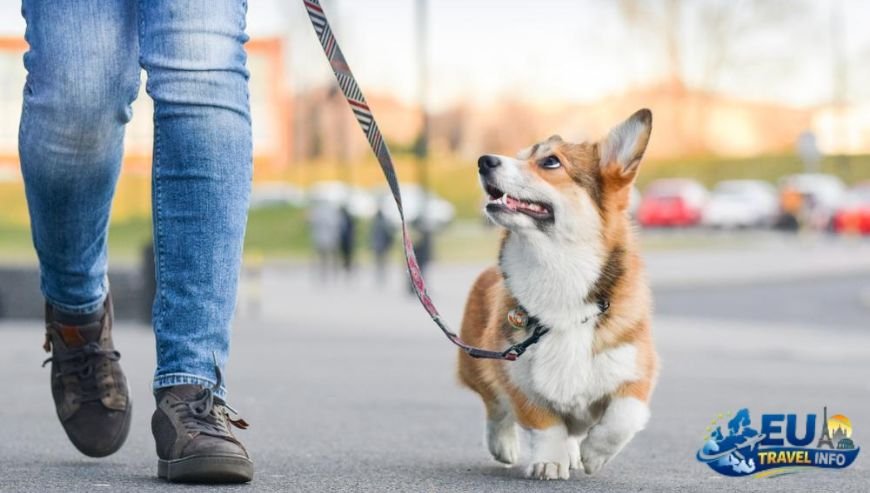 Can I Take My Dog to Cyprus