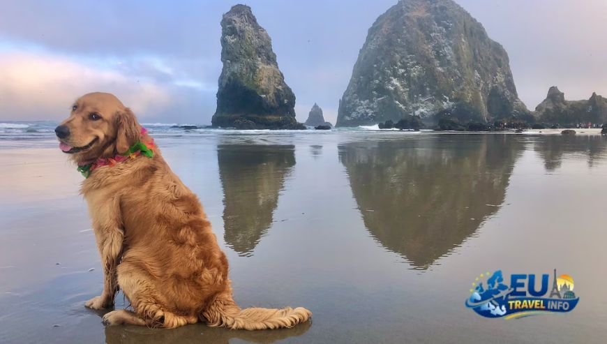 Cannon Beach, Oregon dog