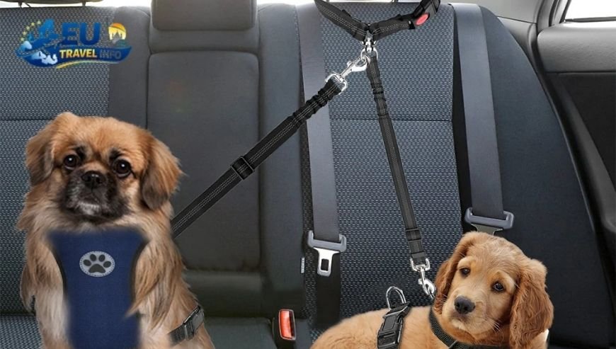 Car Safety and Packing dog