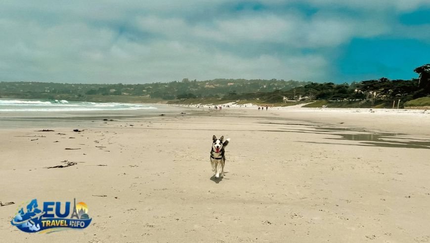 Carmel Beach Carmel-by-the-Sea, California dog