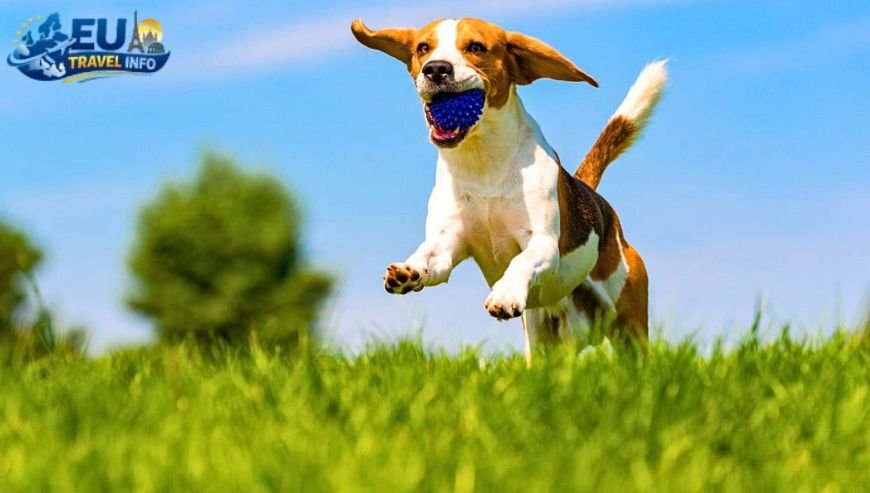 Castle Stays Living Like Royalty dog