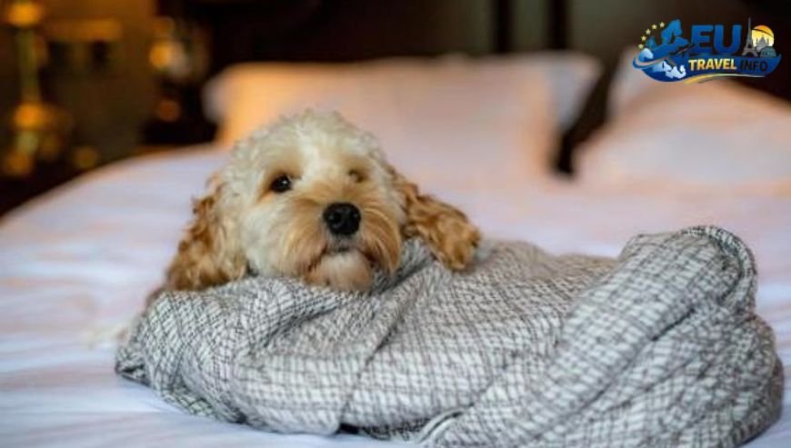 Castle Stays for You and Your Pooch