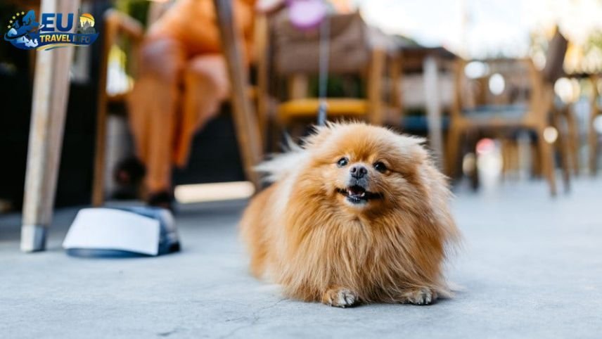 Casual and Cool Spots dog