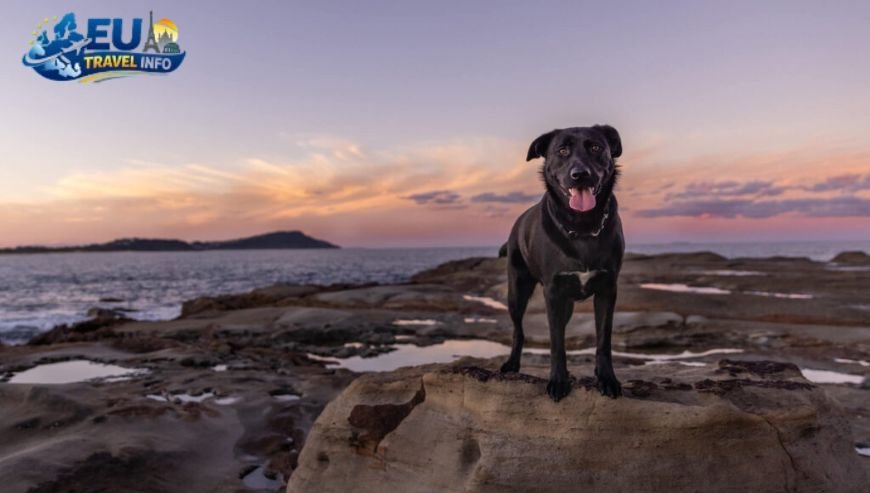 Central Coast Treasures dog