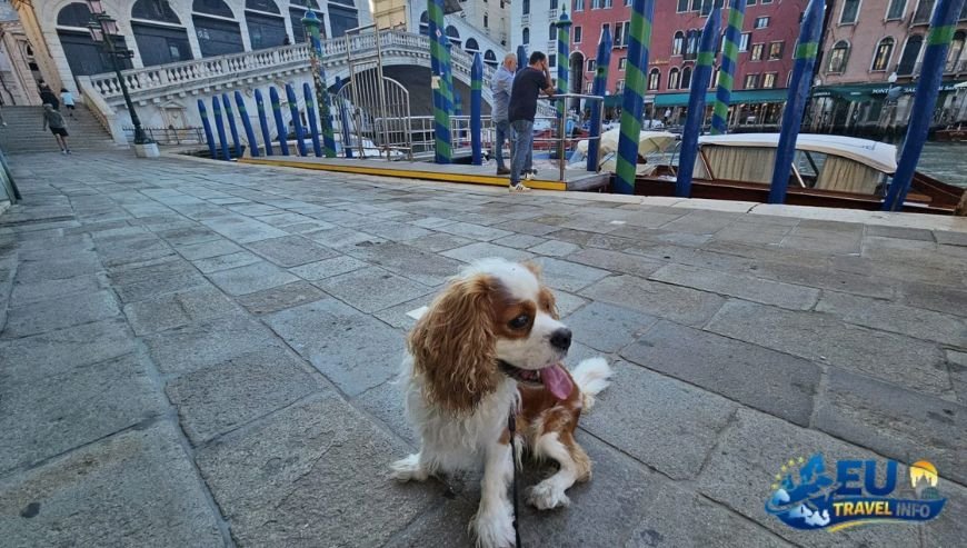 Central Italy Lazio and the Roman Coast dog