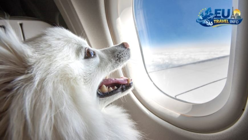 Choosing the Best Flight dog