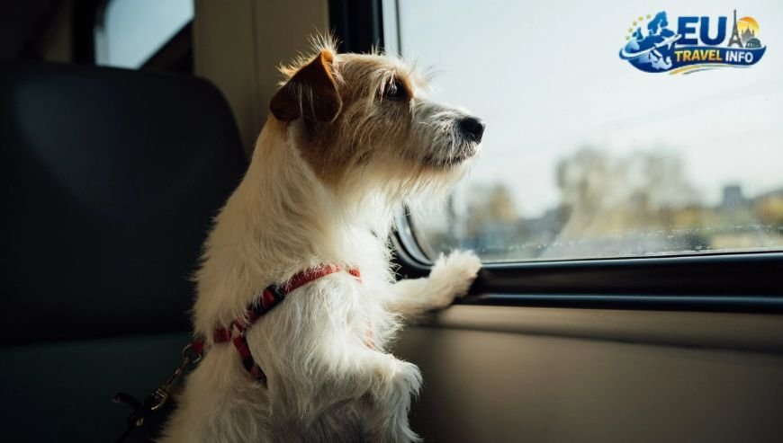 Choosing the Best Route for Your Furry Friend