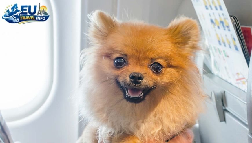 Choosing the Right Airline dog