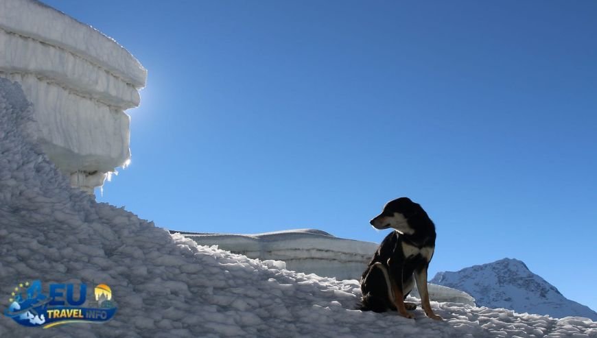 Climbing High The Giant Mountains (Krkonoše) dog