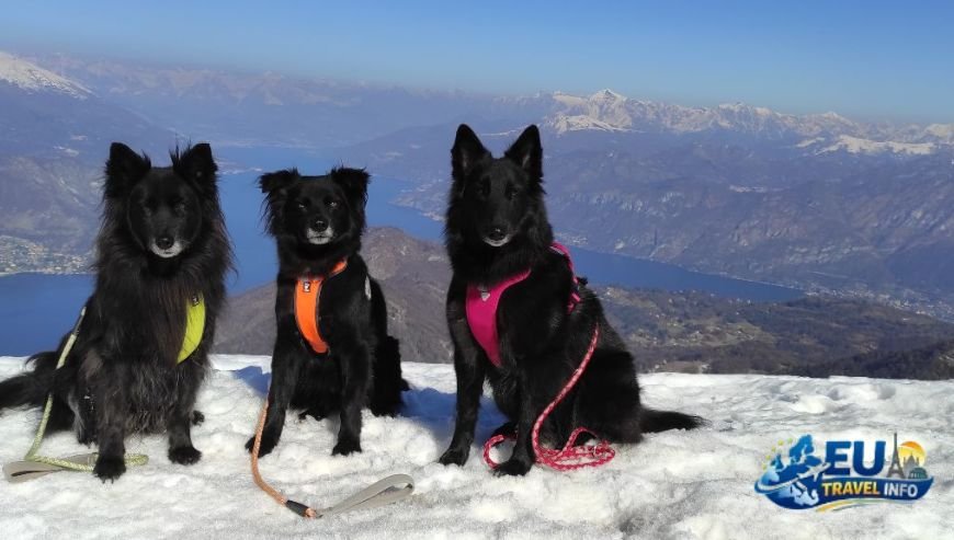 Climbing Monte San Primo dog