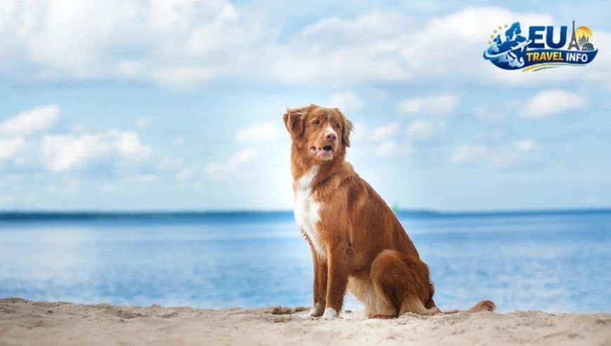 Coastal Luxury And Sea Views dog