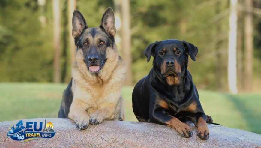 Comparison with Other Countries dog