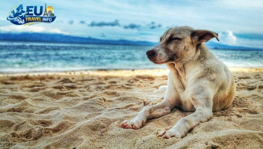 Coronado Dog Beach (San Diego)