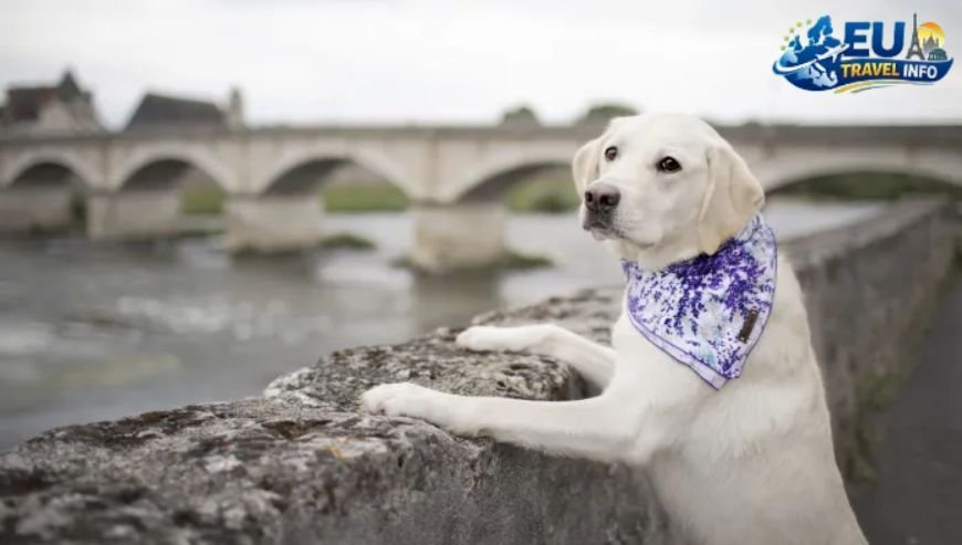 Country Luxury The Loire Valley dog