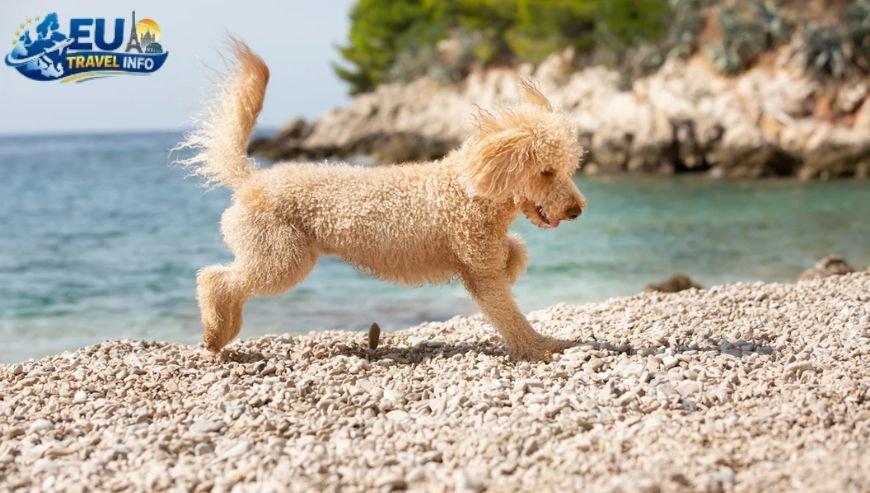 Crikvenica, Croatia dog