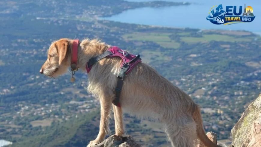 Crossing to the Island of Beauty Corsica dog