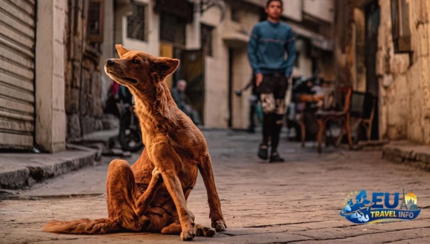 Cultural Sites and City Life dog