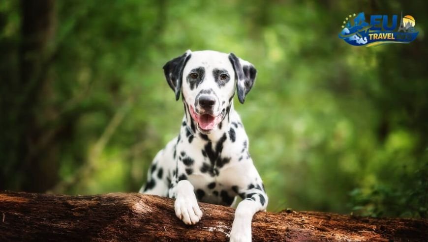 Dalmatia Region Sun and History dog