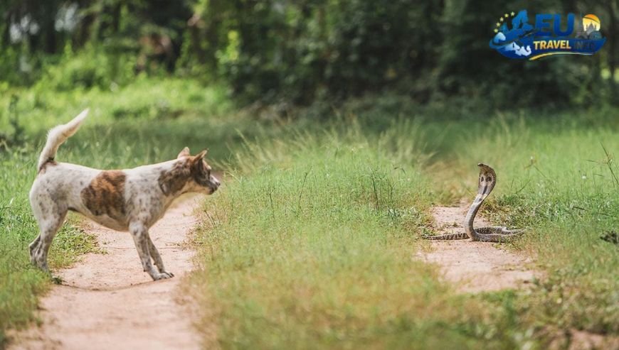 Dangers in the Wild Cows, Snakes, and Ibex dog