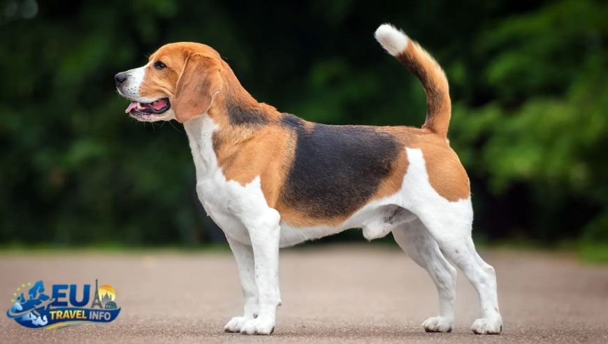 Day 2 Nature and History Combined dog