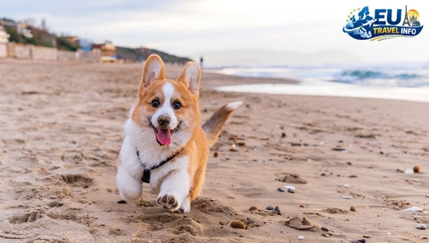 De Panne The Western Gateway dog