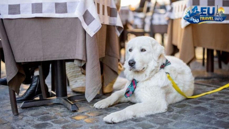 Delicious Dog Friendly Dining