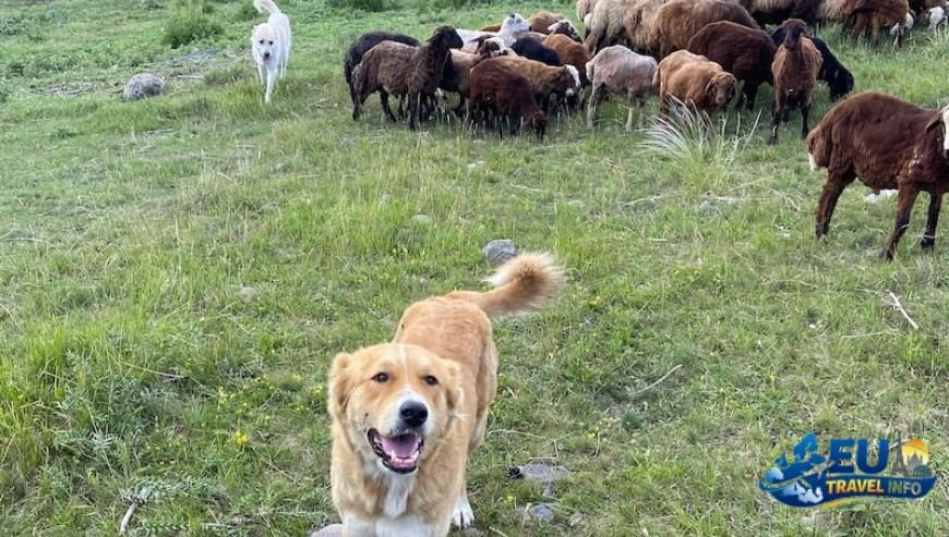 Dilijan The Armenian Alps for Sophisticated Paws