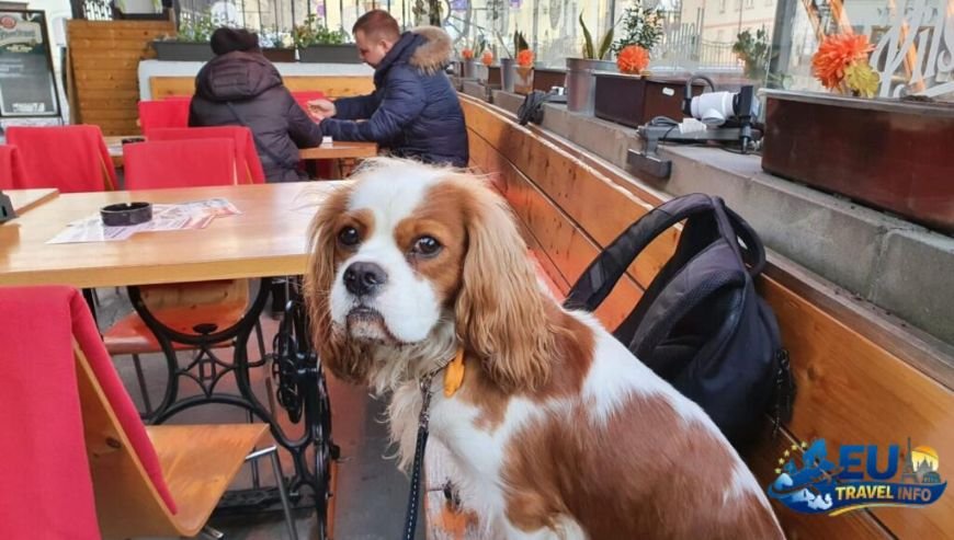 Dining Out Dog Friendly Restaurants Prague