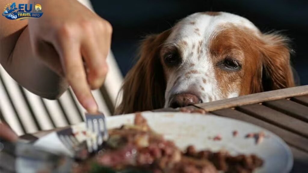 Dining Out With Your DOG