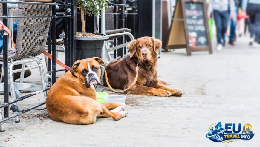 Dining Out with Your Best Friend dog