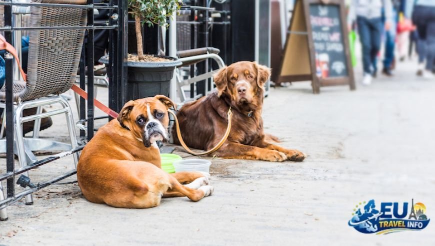 Dining Out with Your Dog (3)