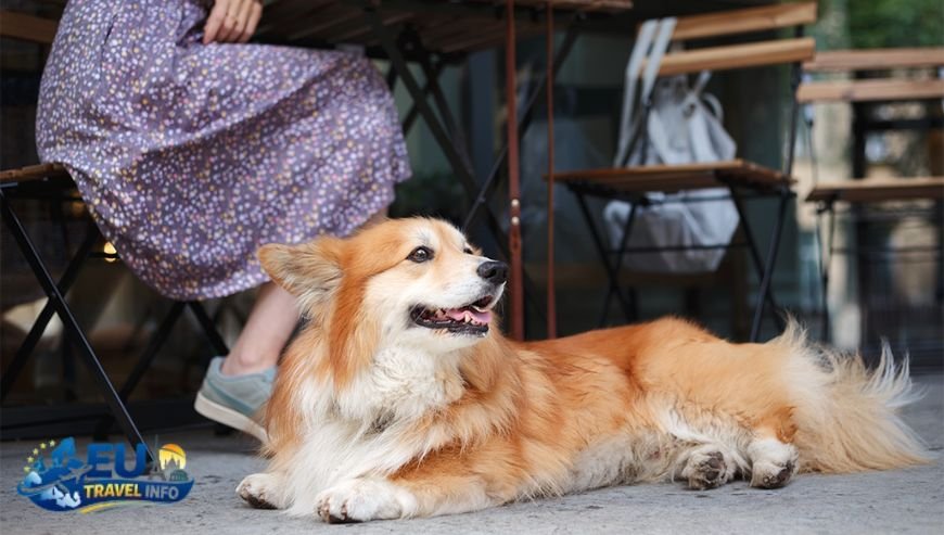 Dining Out with Your Dog (4)