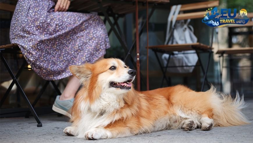 Dining Out with Your Dog (6)